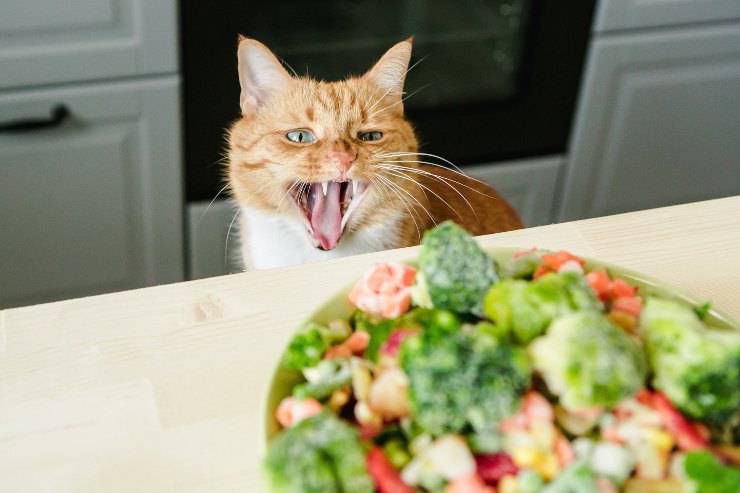 gatto può mangiare i fagiolini