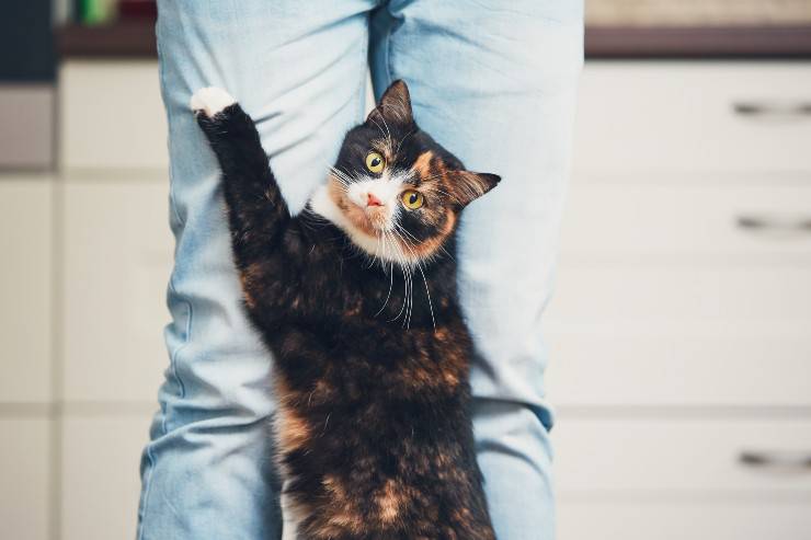 gatto e gambe del padrone