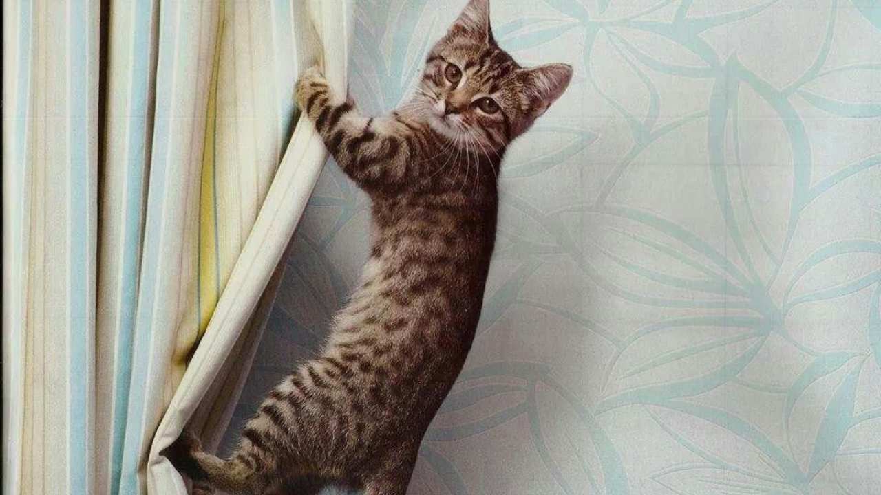 Come insegnare al gatto a non arrampicarsi sulle tende della finestra