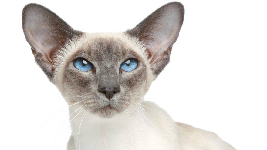 gatto siamese
