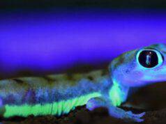 Scoperto il geco in grado di illuminarsi alla Luna – VIDEO scoperto geco illuminarsi luna