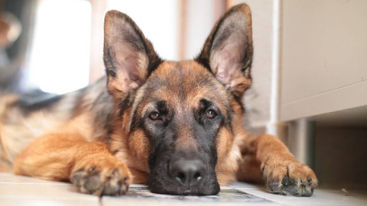 alimentazione pastore tedesco cane mangiare dieta