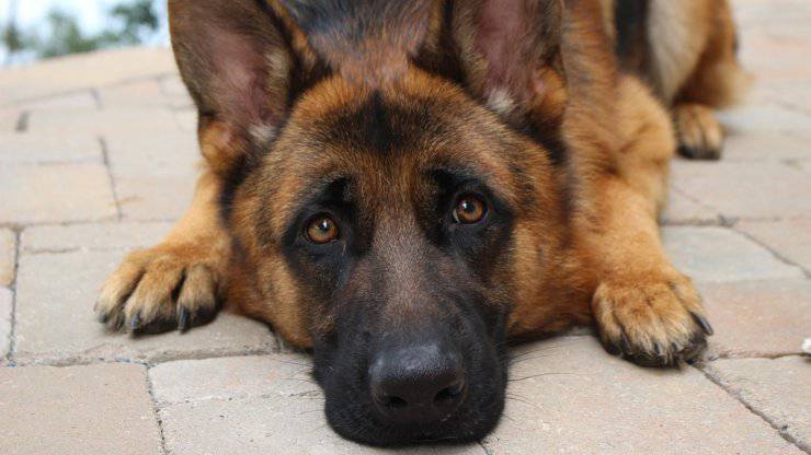 cane pastore tedesco curiosità