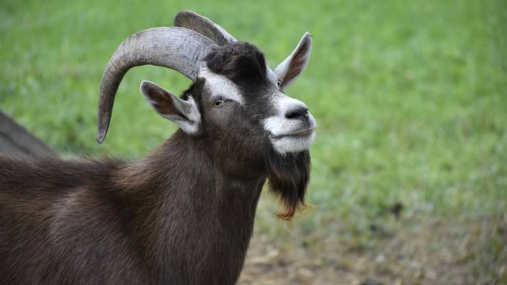 capra animali corna più lunghe