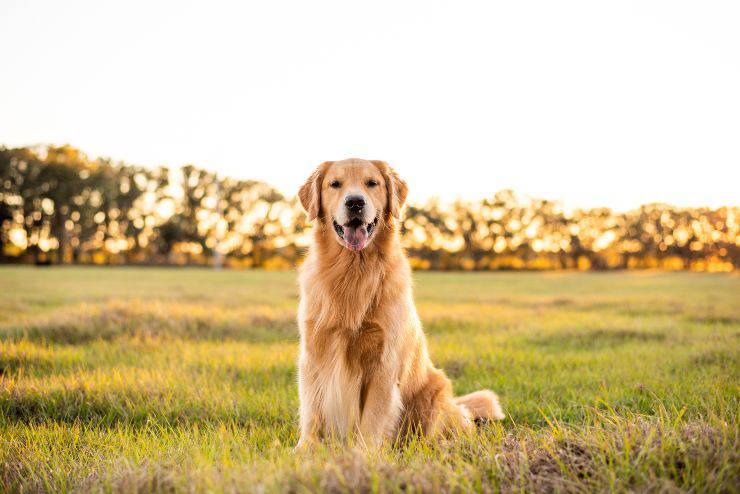 golden retriever