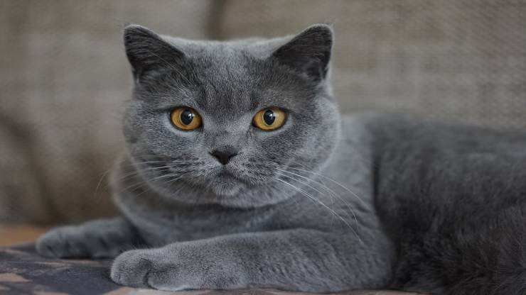 Lo sguardo del gatto (foto Pixabay)