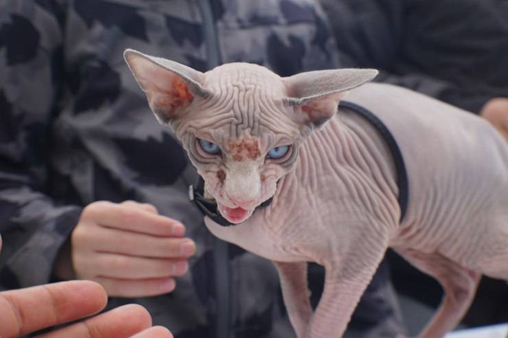 Riconoscere la razza di un gatto dal pelo