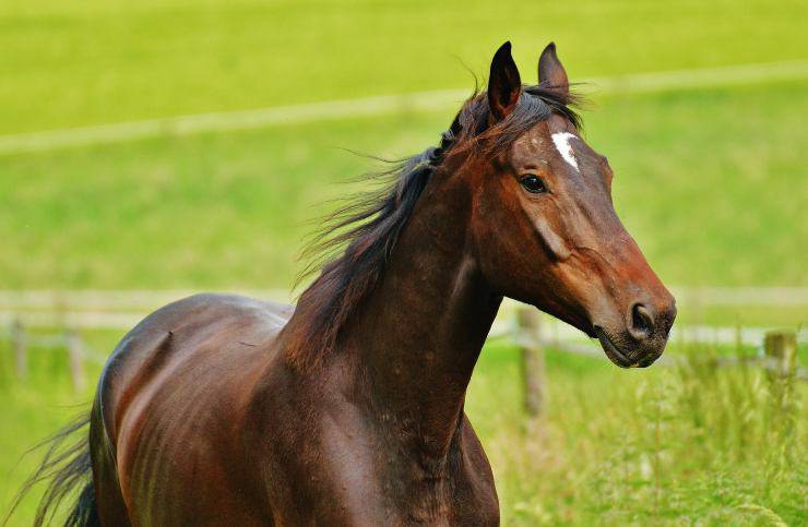 Le coliche nel cavallo