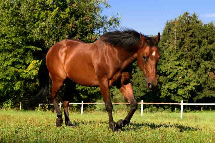 Le coliche del cavallo