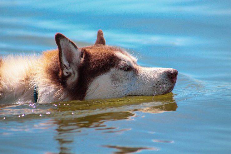 Husky che nuota