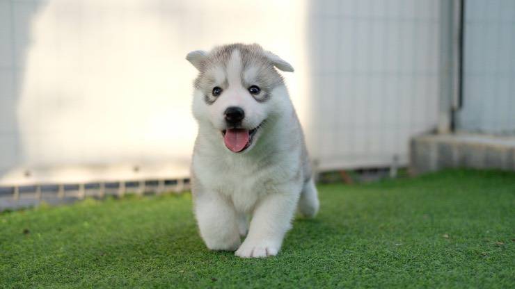 Cucciolo di Husky con orecchie abbassate