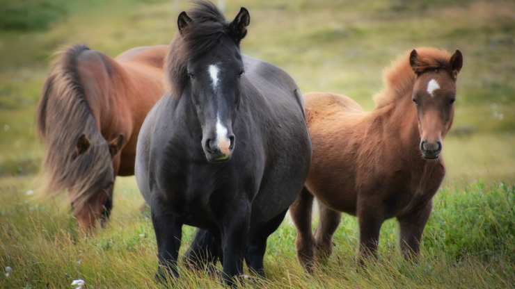 Cavalli salvati (foto Pixabay)