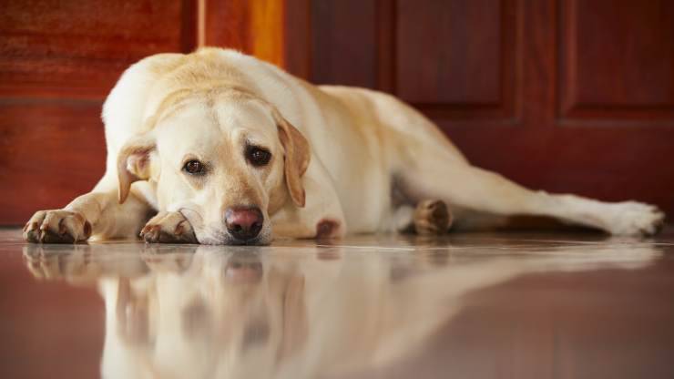 il cane cade spesso