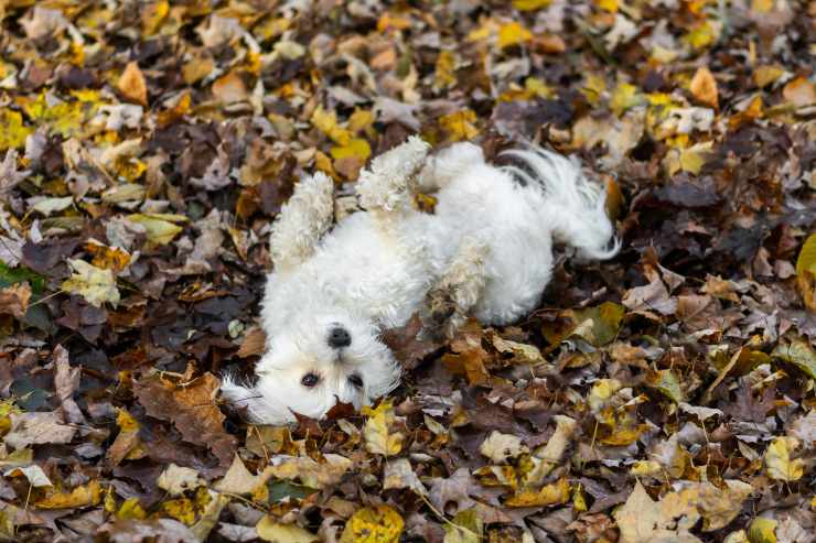 cane si rotola su cose puzzolenti