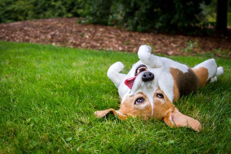 il cane si rotola