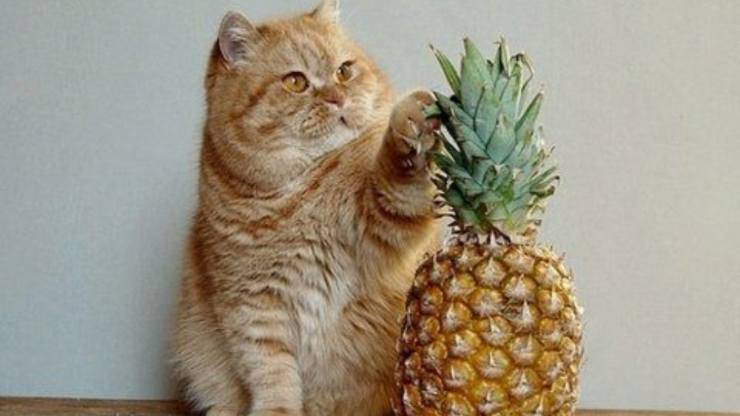 il gatto può mangiare l'ananas