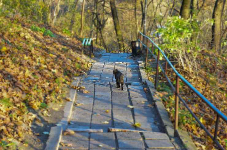 Il gatto e i pericoli fuori casa