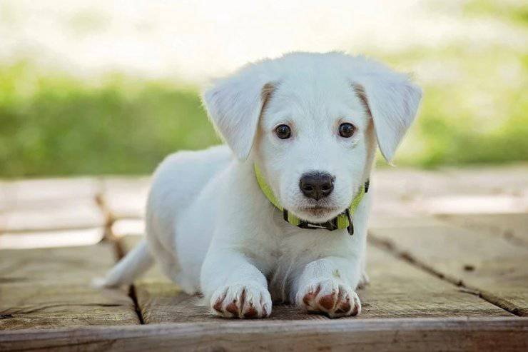 infermiera perde sensi salva cane