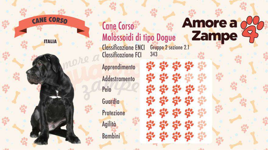 infografica cane corso italiano