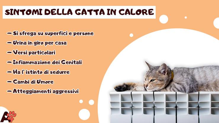 infografica sintomi gatta in calore