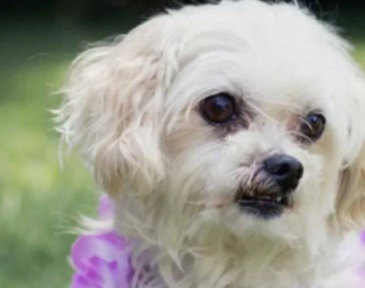 cagnolina investita abbandonata strada