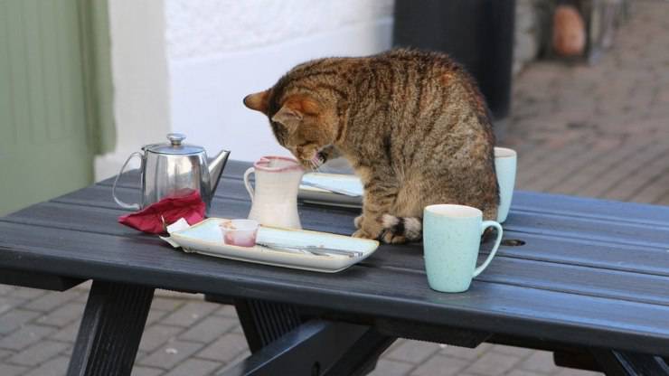 gatto gatti buttano oggetti a terra