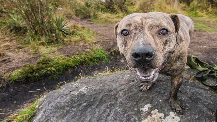 Cane e umidità: rischi e disagi