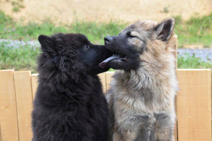 Cani che si baciano
