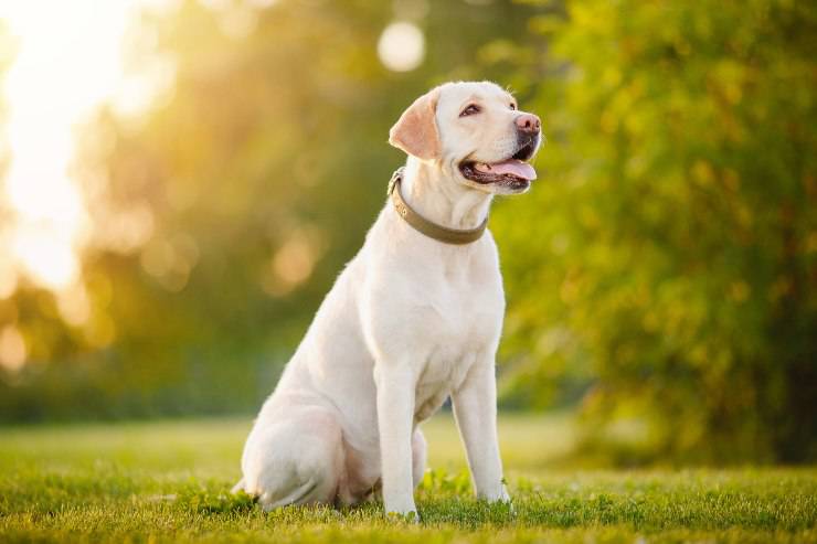 Labrador Retreiver