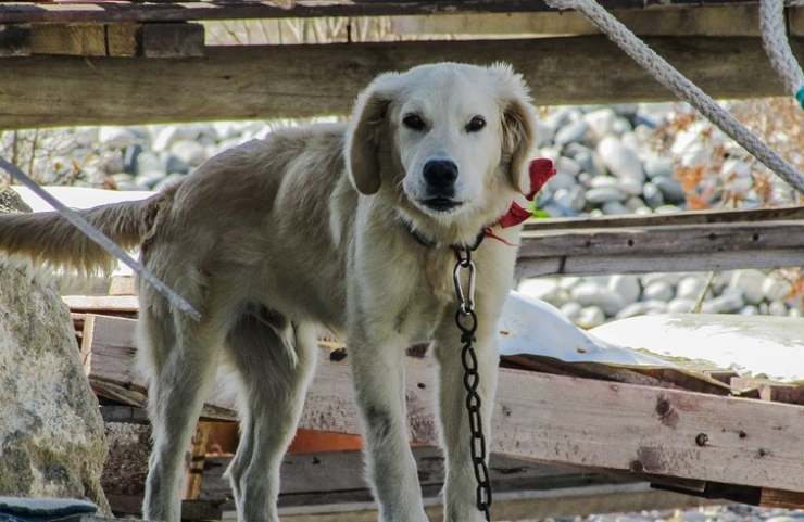 cane legato catena albero pastore