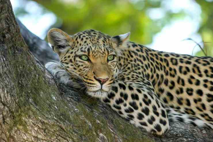 Leopardo disteso sull'albero (Foto Pixabay)