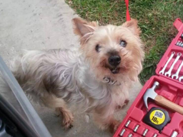 commovente lettera donna cucciolo scomparso