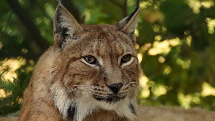 Lince in primo piano (Foto Pixabay)