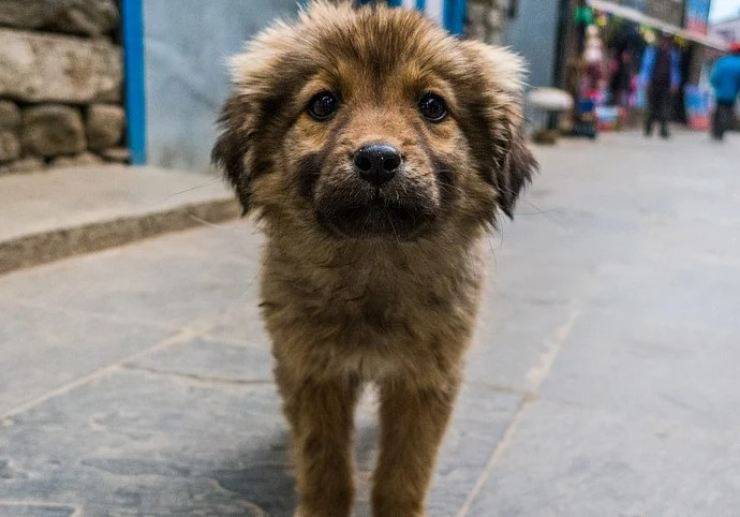 cagnolino trovato strada maglietta