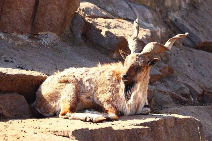 markhor