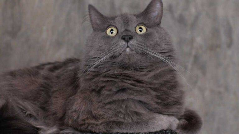 18 Anni Del Gatto A Quanto Corrispondono