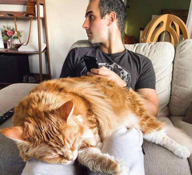Omar Il Gatto Più Grande Del Mondo