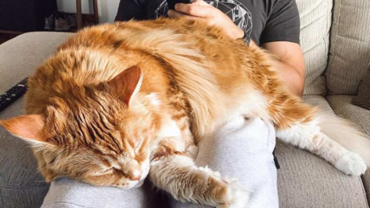 Omar Il Gatto Più Grande Del Mondo