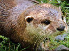 Il bar dove coccolare gli animali esotici: l’idea con un lato oscuro Lontra (Foto Pixabay)