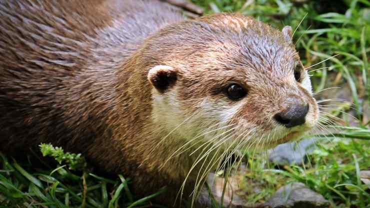 Lontra in primo piano (Foto Pixabay)