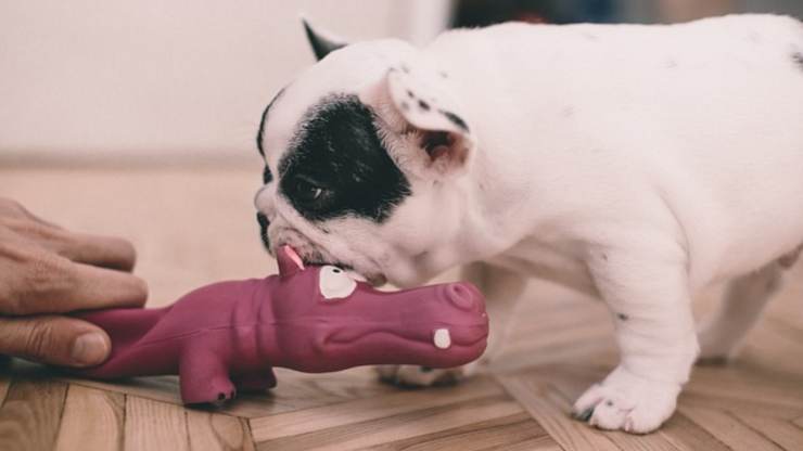 perchè ai cani piacciono i giocattoli che suonano