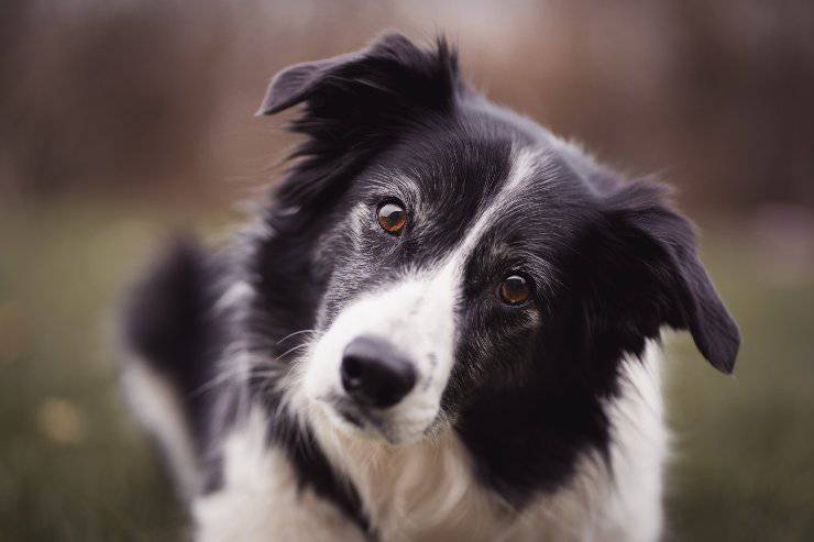 Il cane e la verdura