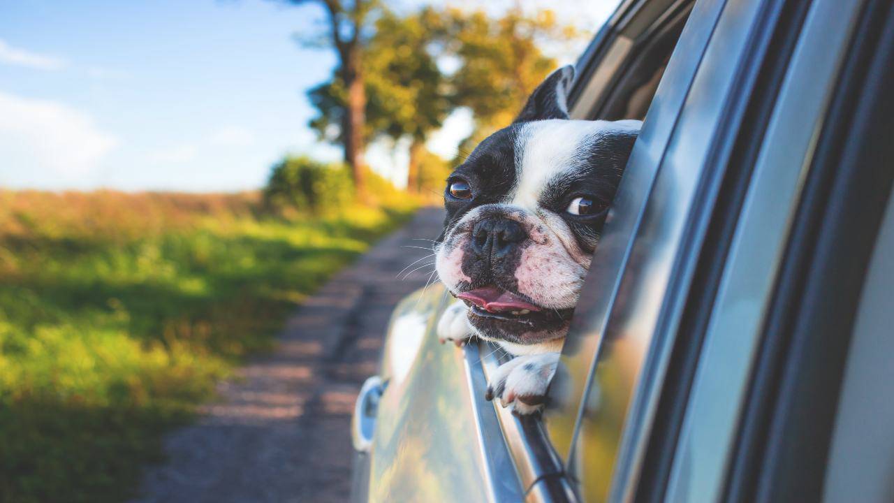 Il cane e il mal d'auto