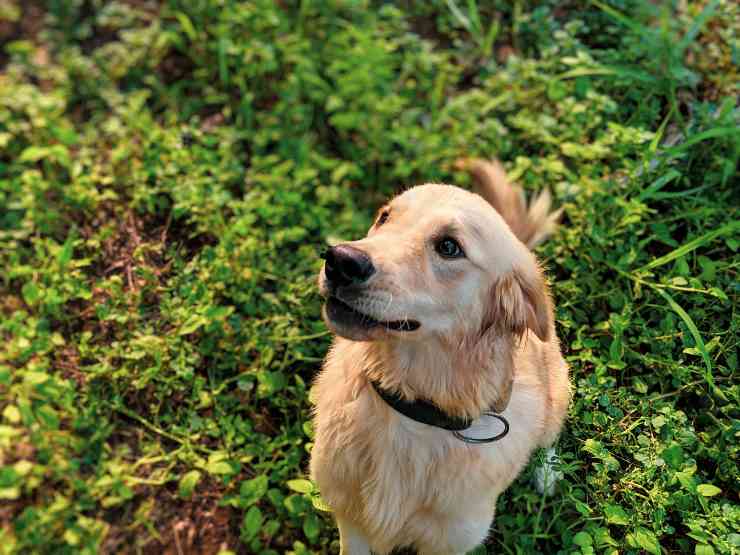 Il cane tra le piante