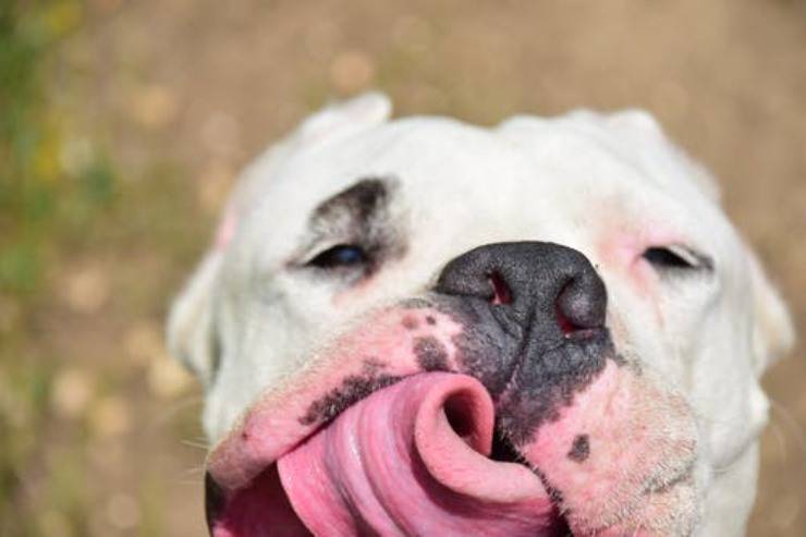 dogo argentino cane curiosità storia origini