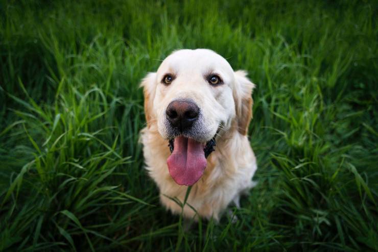 Il cane può mangiare il basilico