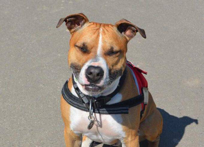 Come Addestrare Un Pitbull A Non Mordere