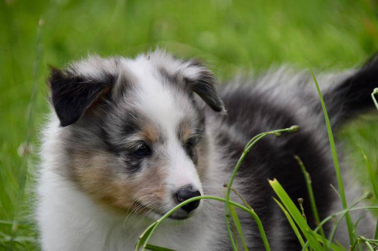 Il cane e la menta