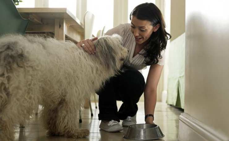 du foie au chien quand et comment