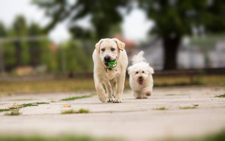 labrador e maltese 